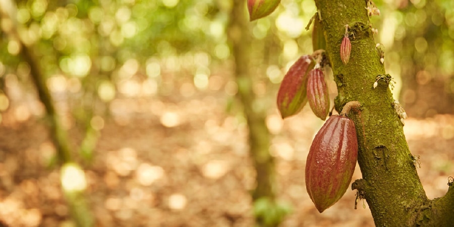 olam group